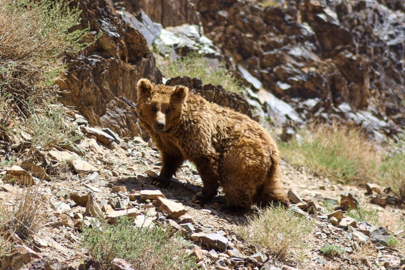 Populace kriticky ohrožených medvědů gobi v Mongolsku přesahuje 50