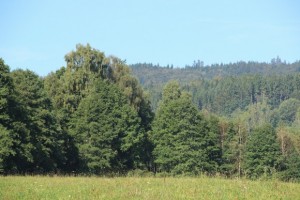 Rozvoj agrárního trhu v podmínkách EU a návazně na Slovensku